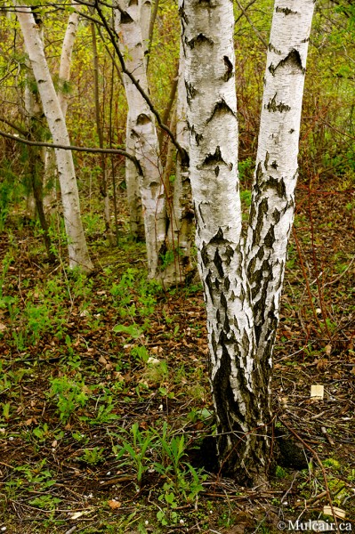 Birch in Spring