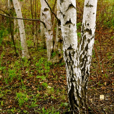 birch-in-spring