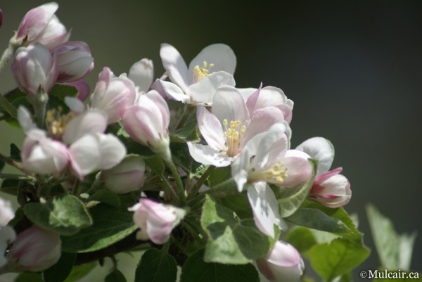 Blossoms