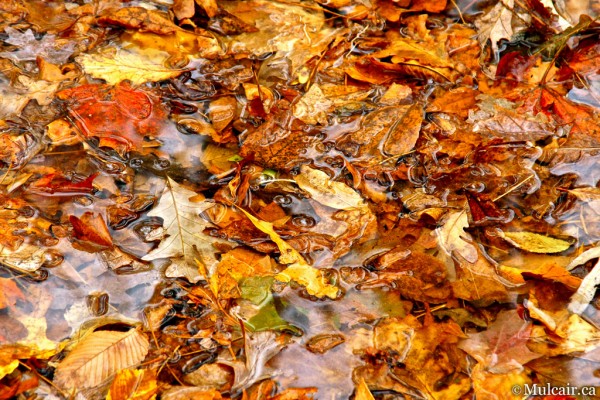 Bubbles of Fall