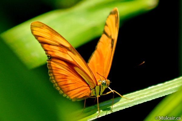 Butterfly Maze