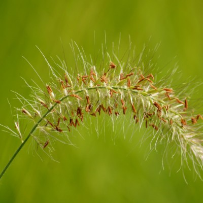 grasses