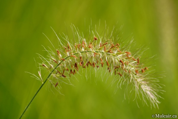 Grasses