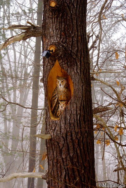 Home in a Tree