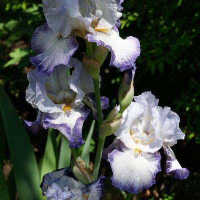 passion-iris