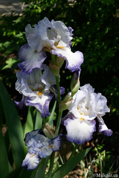 Passion Iris