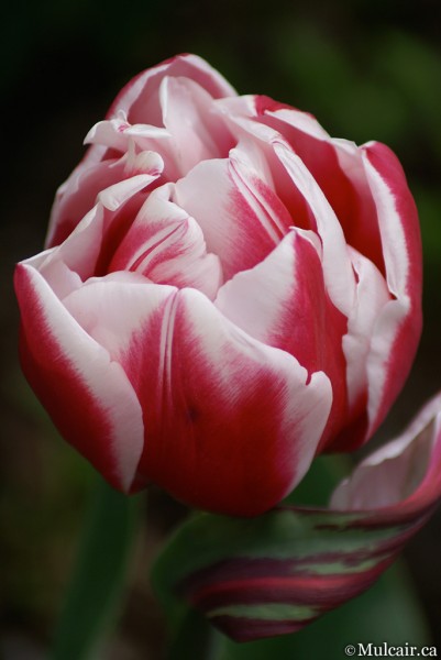 Solo Tulip