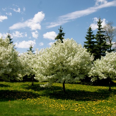 spring-blooms