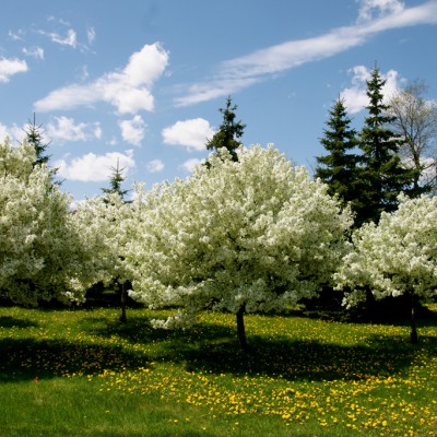 spring-blooms