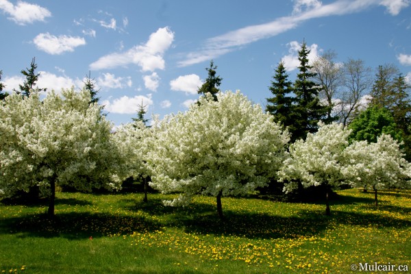 Spring Blooms