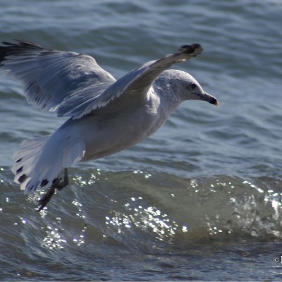 surfin-seagul