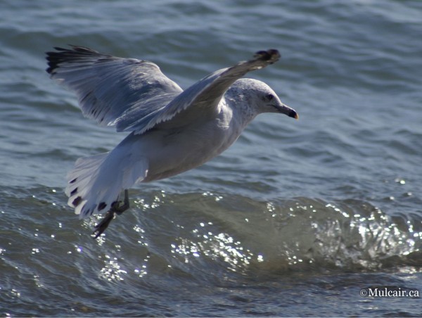 Surfin Seagul